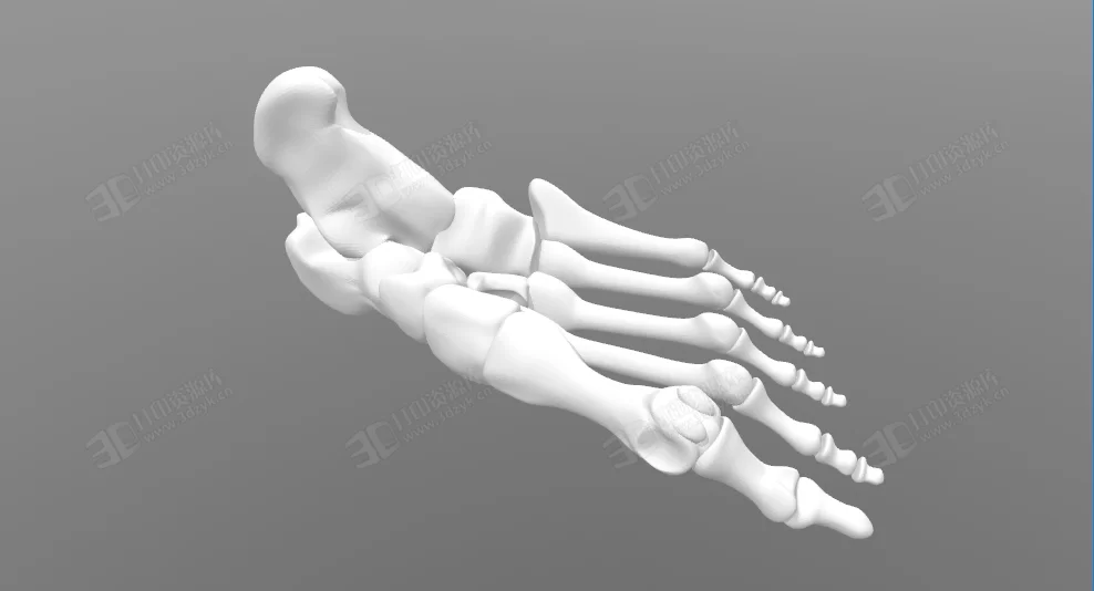 人類右腳骨骼 醫(yī)療模型下載 (2).webp