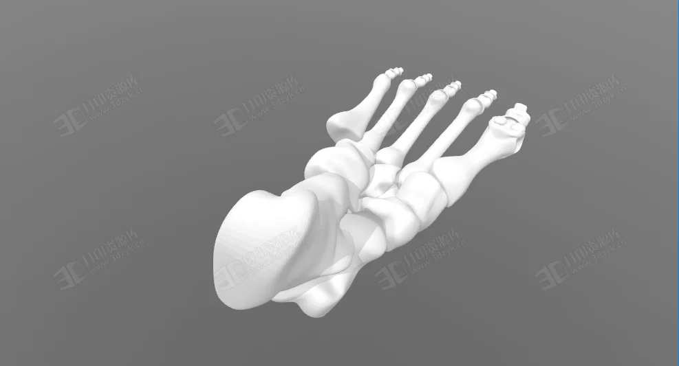 人類右腳骨骼 醫(yī)療模型下載 (4).webp