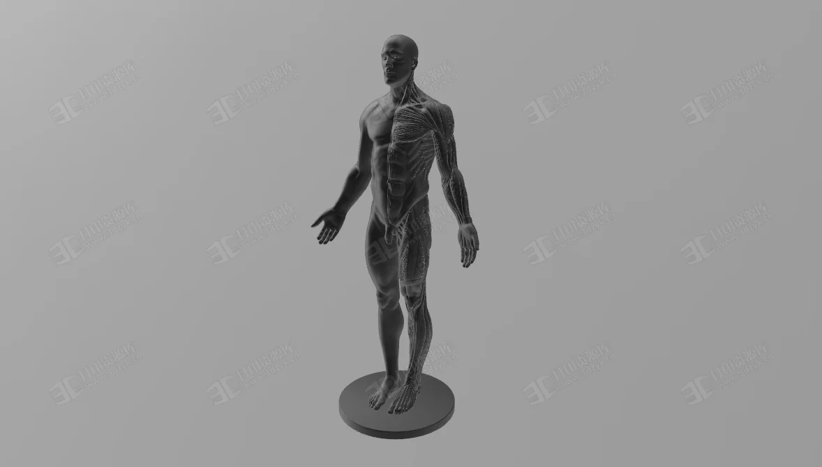 人體標(biāo)本 解剖學(xué)參考男性3d打印模型 (1).webp