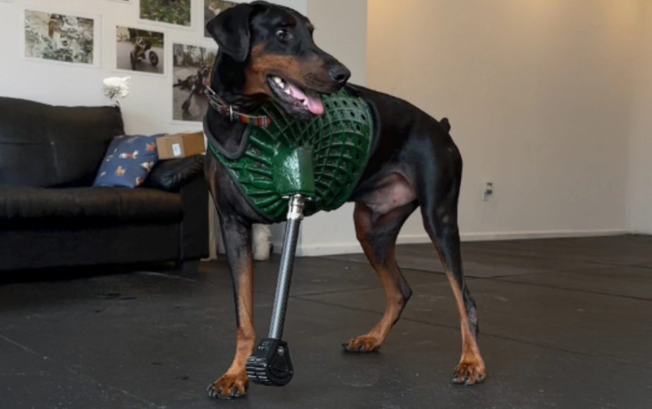 伸出援“爪”：愛樂酷攜手3DPets為杜賓犬打造3D打印義肢